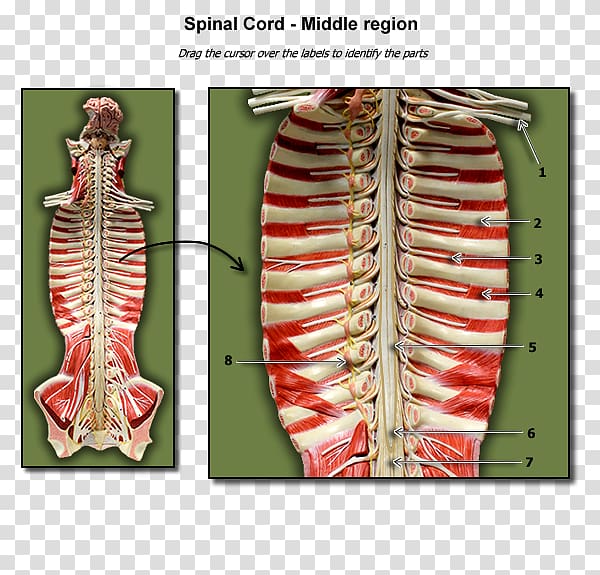 Spinal cord A Visual Analogy Guide to Human Anatomy Biology, others transparent background PNG clipart