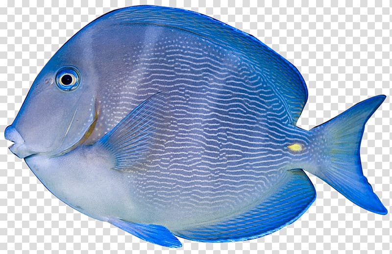 blue and white fish illustration, Acanthurus coeruleus Acanthurus nigrofuscus Acanthurus leucosternon Tropical fish , Blue tropical fish transparent background PNG clipart