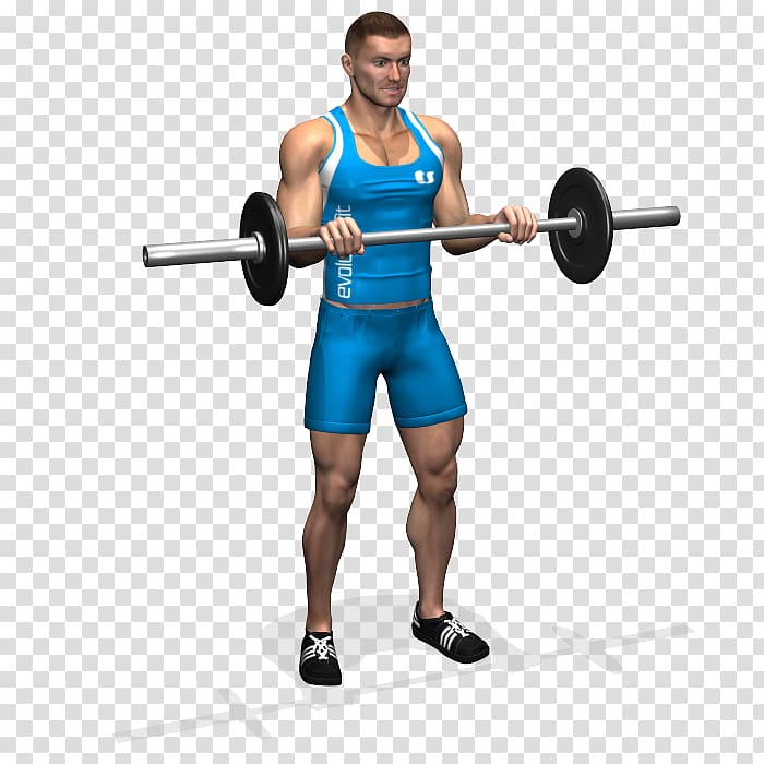 Biceps curl Barbell Bench Forearm, barbell transparent background PNG clipart