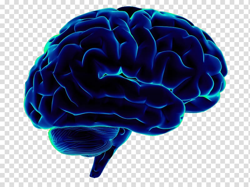 Human brain Neuroscience Homo sapiens, Brain transparent background PNG clipart