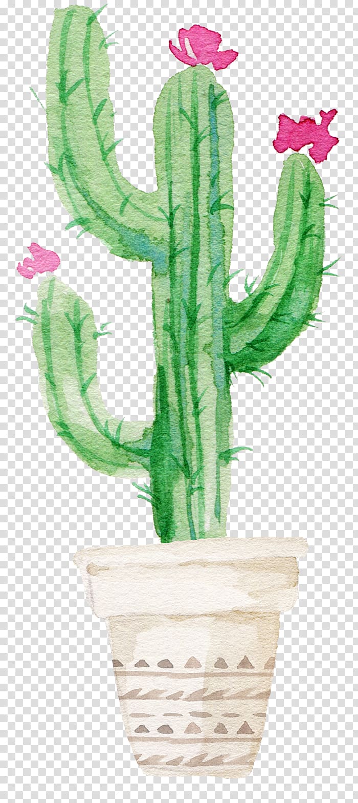 Cactus Illustration Cactaceae Succulent Plant Watercolor Painting