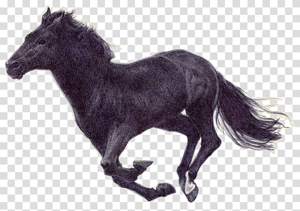 Pony Mustang American Paint Horse Mane Stallion, Horse Run transparent ...