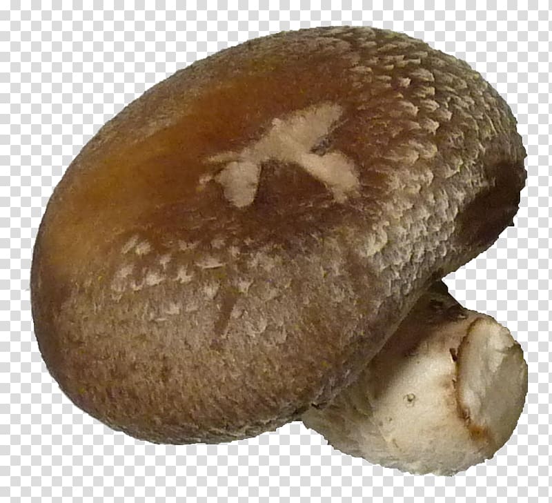 Pleurotus eryngii Common mushroom Edible mushroom Shiitake, bok choy transparent background PNG clipart