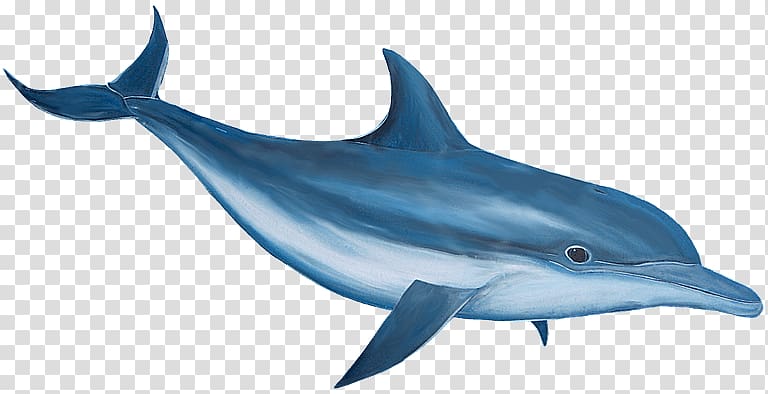 Spinner dolphin , dolphin cartoon transparent background PNG clipart