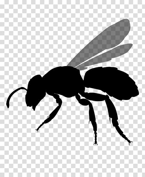 Bee Hornet Insect Yellowjacket, bee transparent background PNG clipart