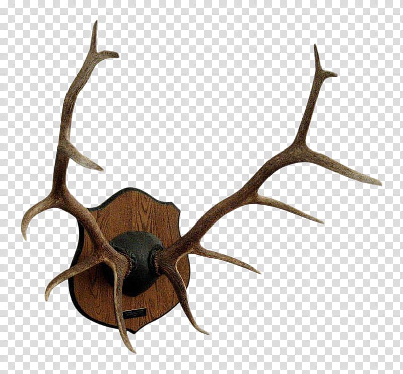 Red deer Antler Elk Moose, deer transparent background PNG clipart