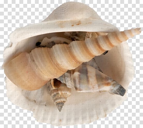 Seashell Sea snail , others transparent background PNG clipart