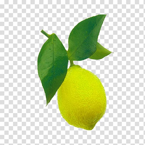 Sweet Lemon Persian lime Key lime Leaf, A of a lemon and leaf transparent background PNG clipart