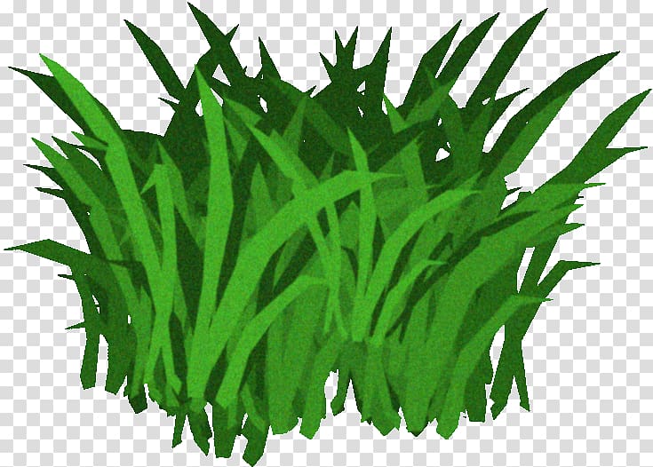 Fucus serratus Seaweed Kelp , Aquatic plants transparent background PNG clipart