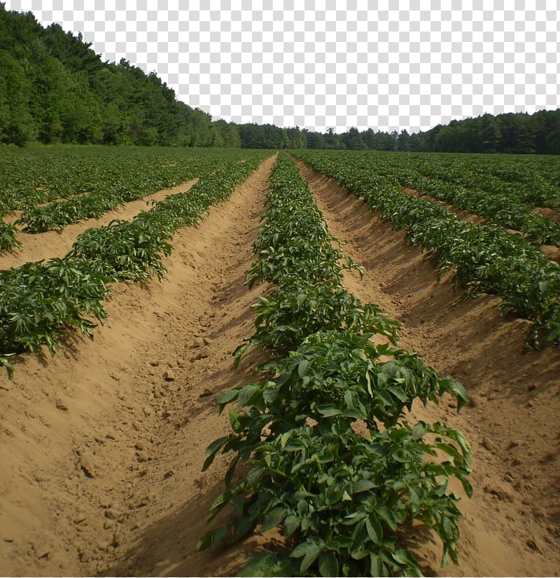 Potato Agriculture Vegetable Harvest Pixabay, Farm vegetable garden potato cultivation base transparent background PNG clipart