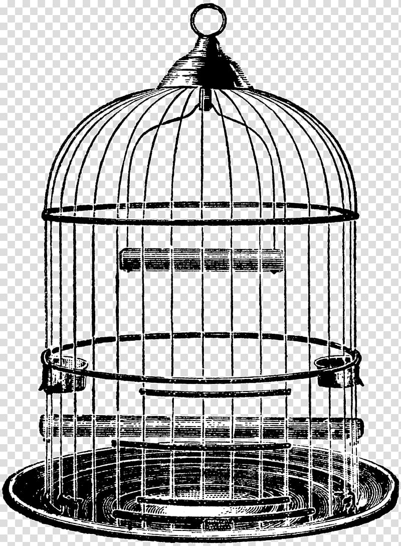 Drawing Parrot Birdcage, weston cage 2018 transparent background PNG clipart
