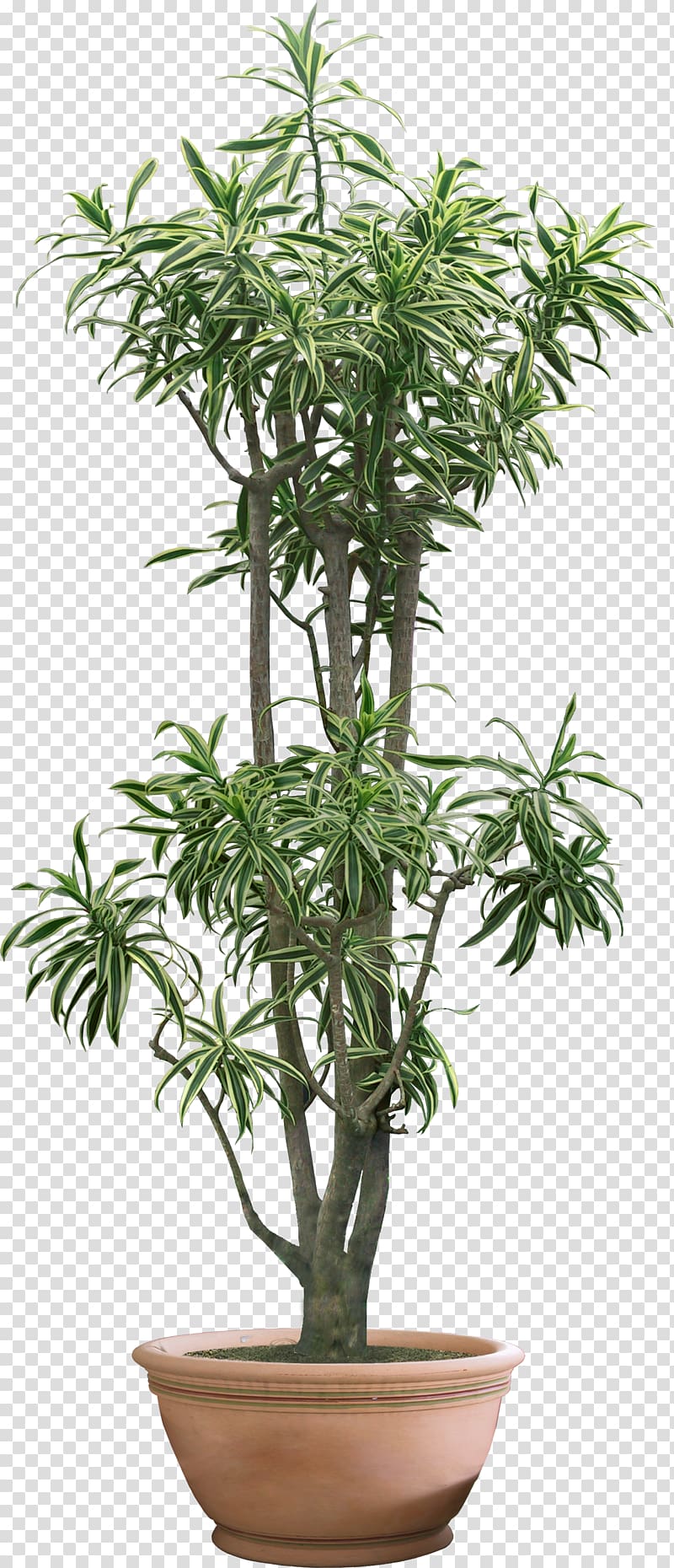 Tree Bamboo Houseplant Penjing Bonsai, tree transparent background PNG clipart