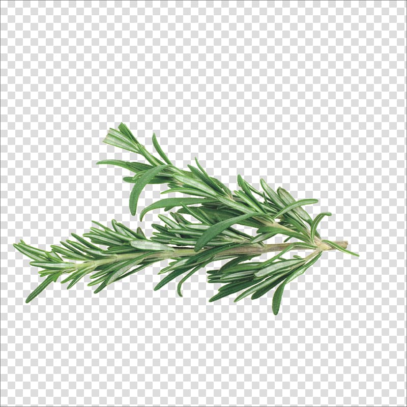 green plant, Rosemary Herb Mediterranean cuisine Spice Vegetable, Herbs transparent background PNG clipart