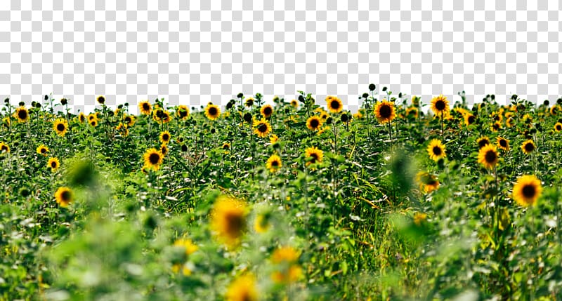 sunflower field, Sunflowers , Sunflowers transparent background PNG clipart