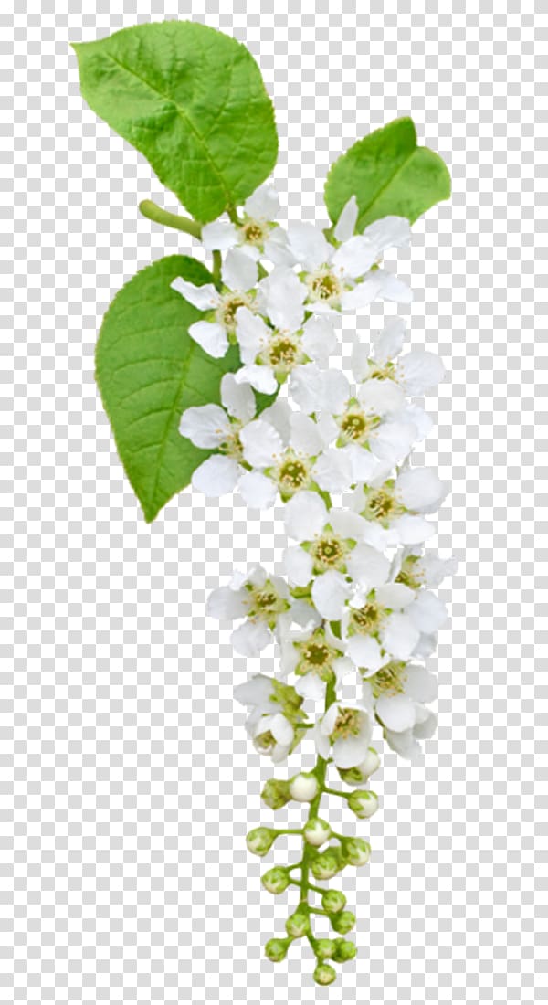 Prunus padus Flower , White pear transparent background PNG clipart