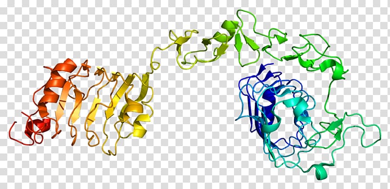 Insulin-like growth factor 1 receptor Insulin receptor, gst transparent background PNG clipart