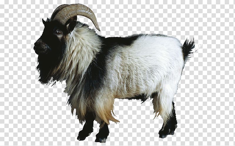 Sheep–goat hybrid Sheep–goat hybrid Cattle, Goat animal transparent background PNG clipart