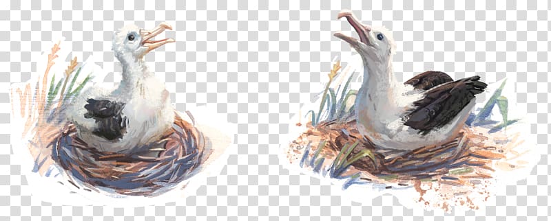 Toroa\'s Journey Potton & Burton Bird Email Beak, nest transparent background PNG clipart