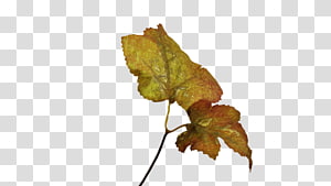 Leaf Plant stem, Leaf transparent background PNG clipart thumbnail