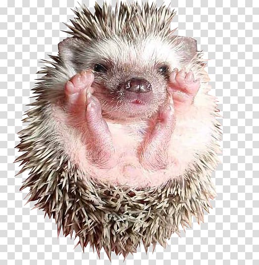 Hedgehog Pet Domestic pig Dog Animal, Hedgehog transparent background PNG clipart