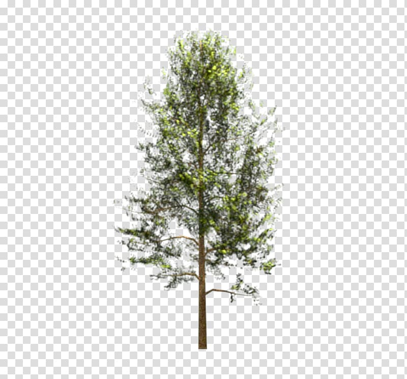 Bamboo Forest Tree Woody plant, mimosas transparent background PNG clipart