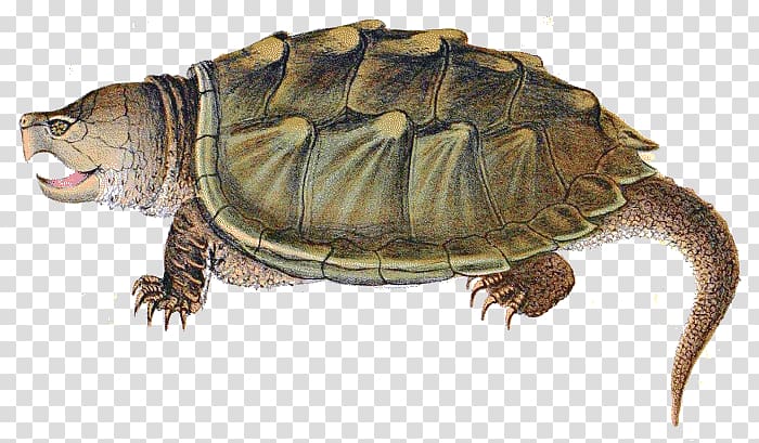 brown tortoise illustration, Snapping Turtle Illustration transparent background PNG clipart