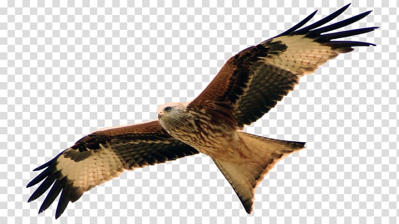 Hawk Buzzard Red Kite Organisationsberatung Coaching, milan transparent background PNG clipart
