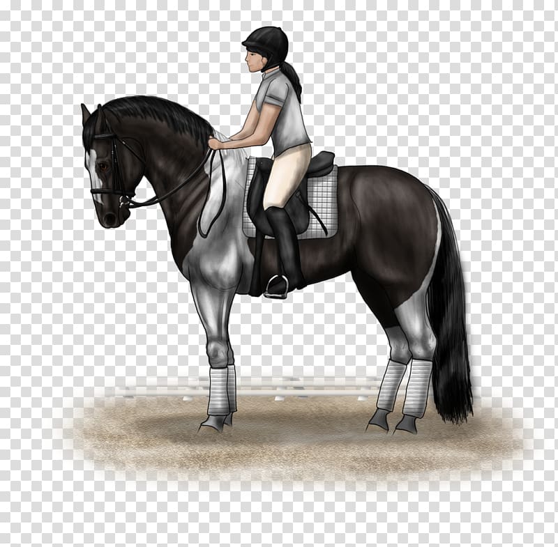 Hunt seat Horse Equestrian Bridle Stallion, three black friends turning up transparent background PNG clipart