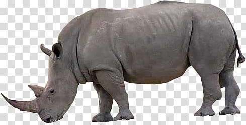 Rhino transparent background PNG clipart