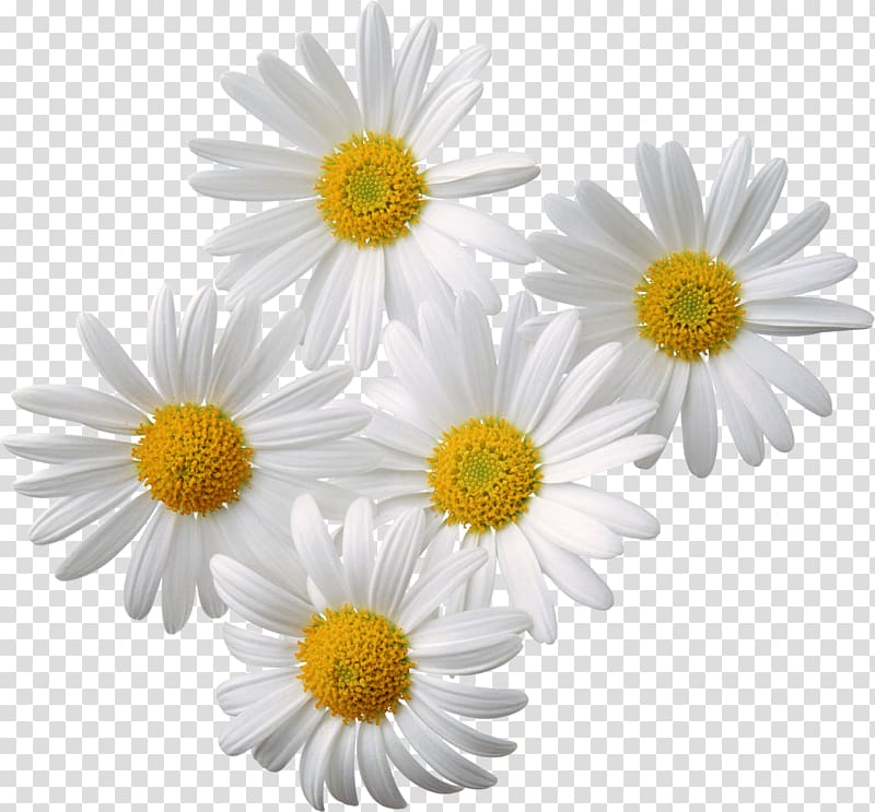 Chamomile , chamomile transparent background PNG clipart