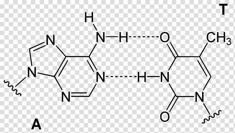 Adenine DNA Nucleobase Hydrogen bond Base pair, Base Pair transparent background PNG clipart