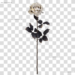 Twig Rose family Plant stem White, rose transparent background PNG clipart thumbnail