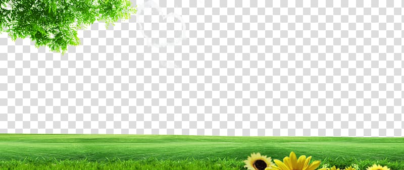 yellow sunflower near green grass illustration, Lawn Energy Grassland Nature , Spring green background transparent background PNG clipart