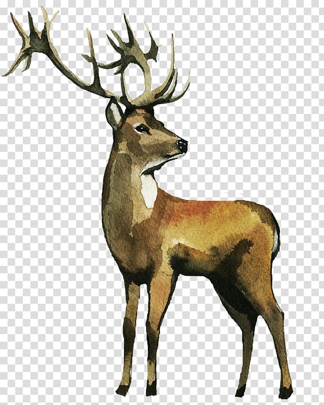 Reindeer Watercolor painting Elk , deer transparent background PNG clipart