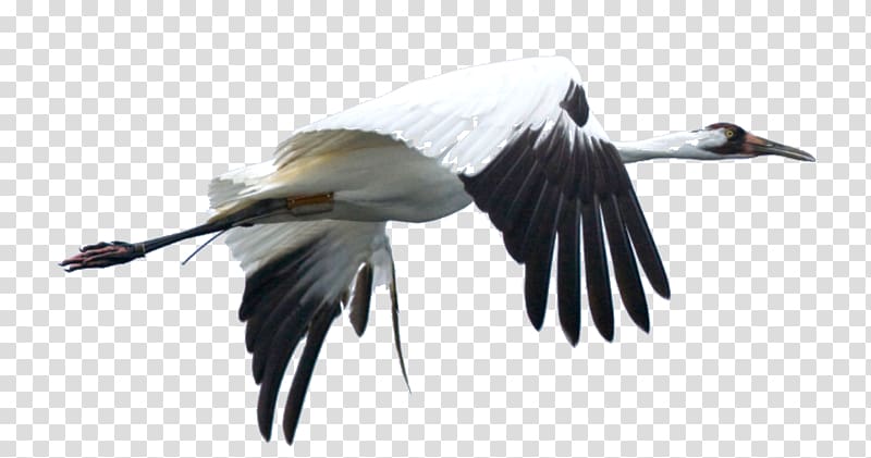 International Crane Foundation Bird Whooping crane Wattled crane, crane transparent background PNG clipart