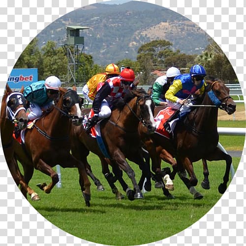 Horse racing W.S. Cox Plate Melbourne Cup Caulfield Cup, horse transparent background PNG clipart