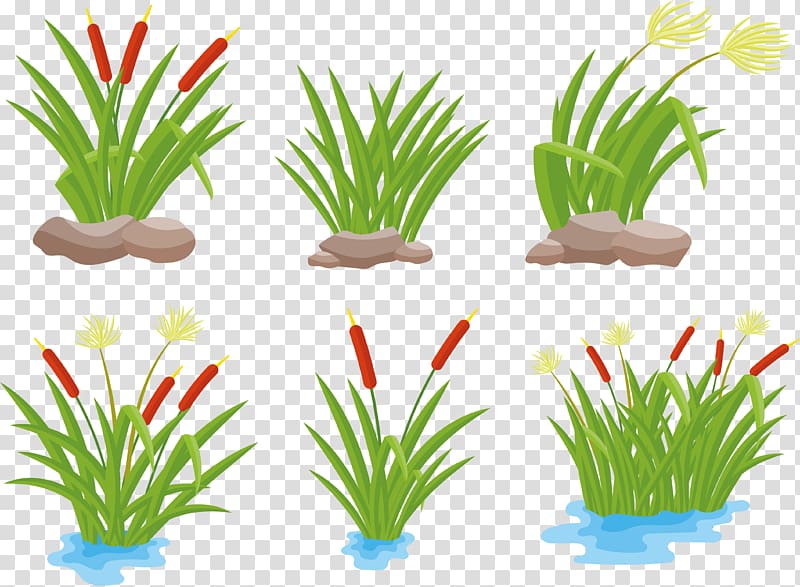Drawing Arecaceae, pond transparent background PNG clipart