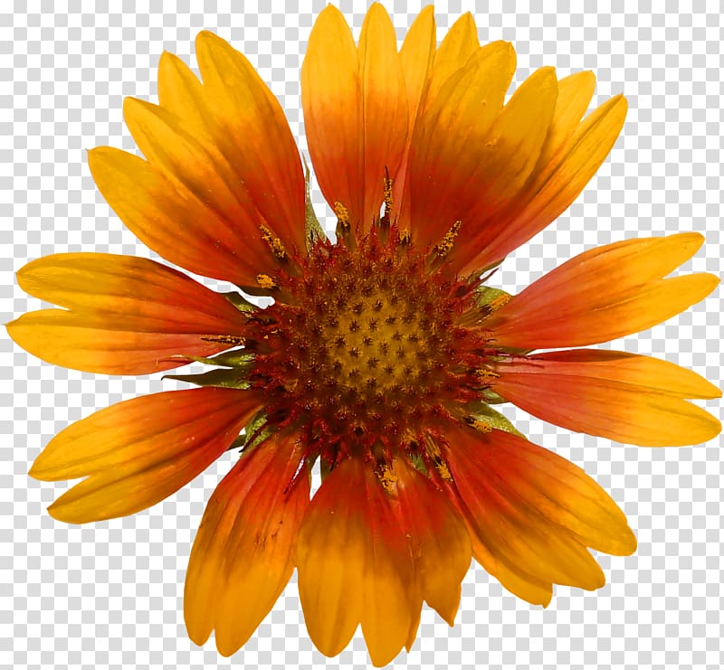 Blanket flowers Sunflower seed Common sunflower Common daisy Coneflower, sunflower transparent background PNG clipart