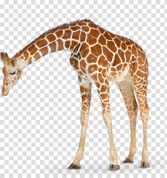 Wall decal Sticker Giraffe, giraffe calf transparent background PNG clipart