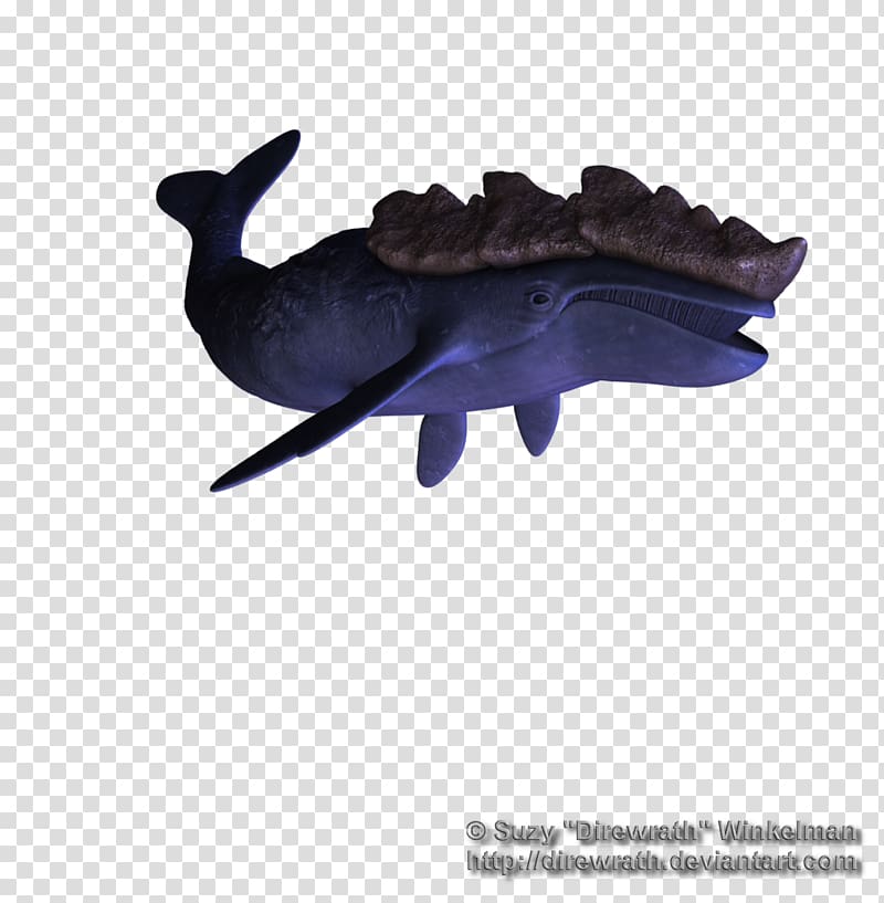 Sea lion Marine mammal Whale Dolphin, whale transparent background PNG clipart