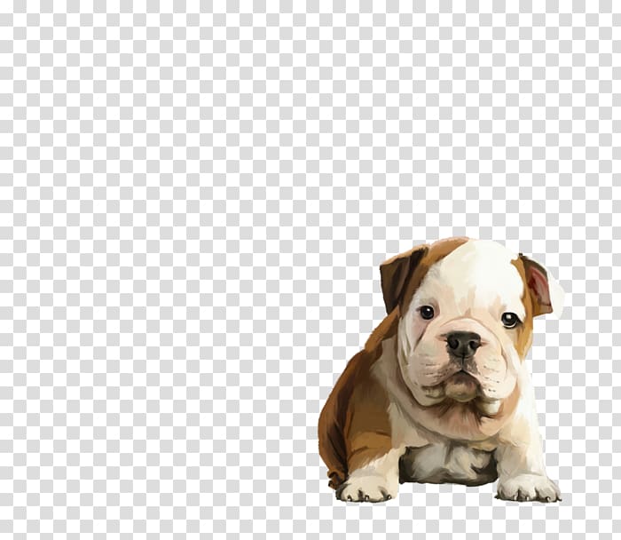 Valley Bulldog Old English Bulldog Toy Bulldog Olde English Bulldogge Puppy, puppy transparent background PNG clipart