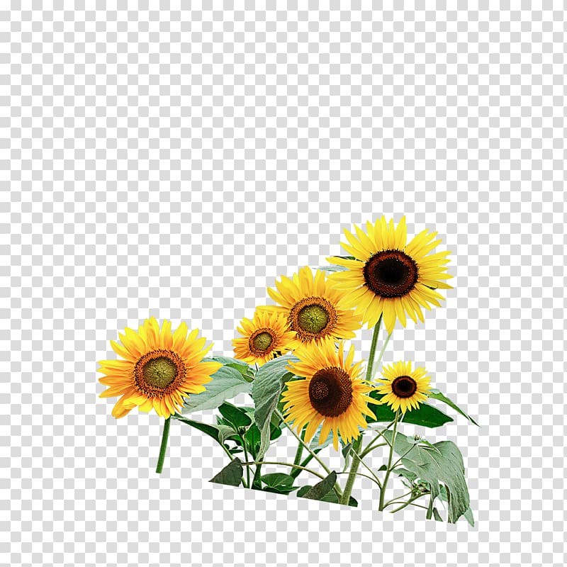 Common sunflower Watercolor painting, sunflower transparent background ...