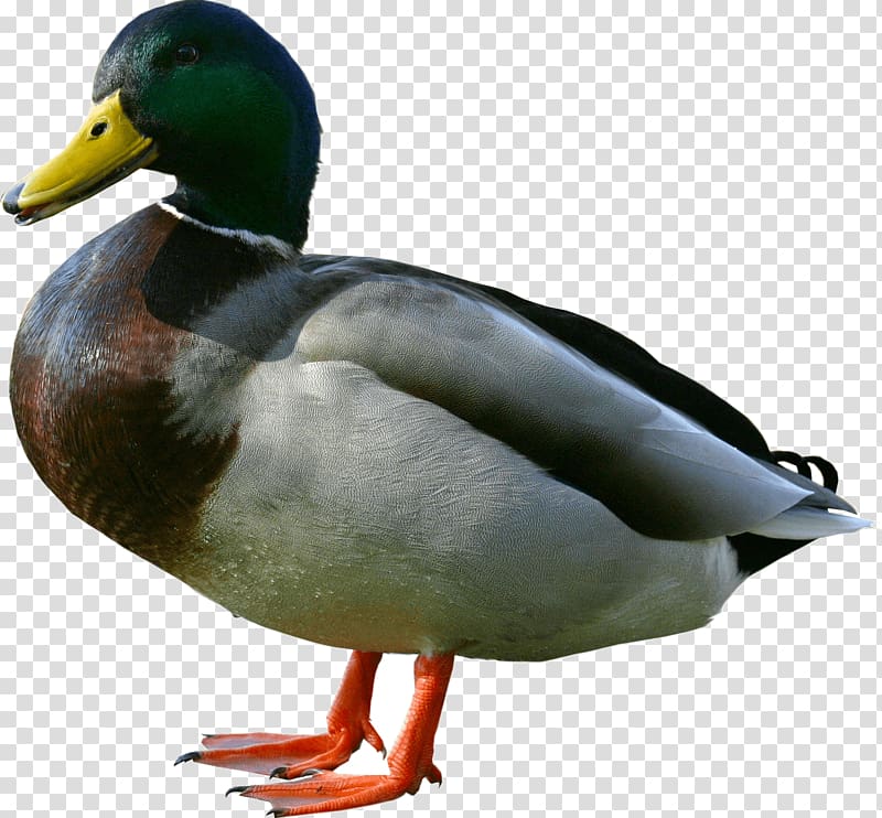 Duck Wiki, Duck transparent background PNG clipart