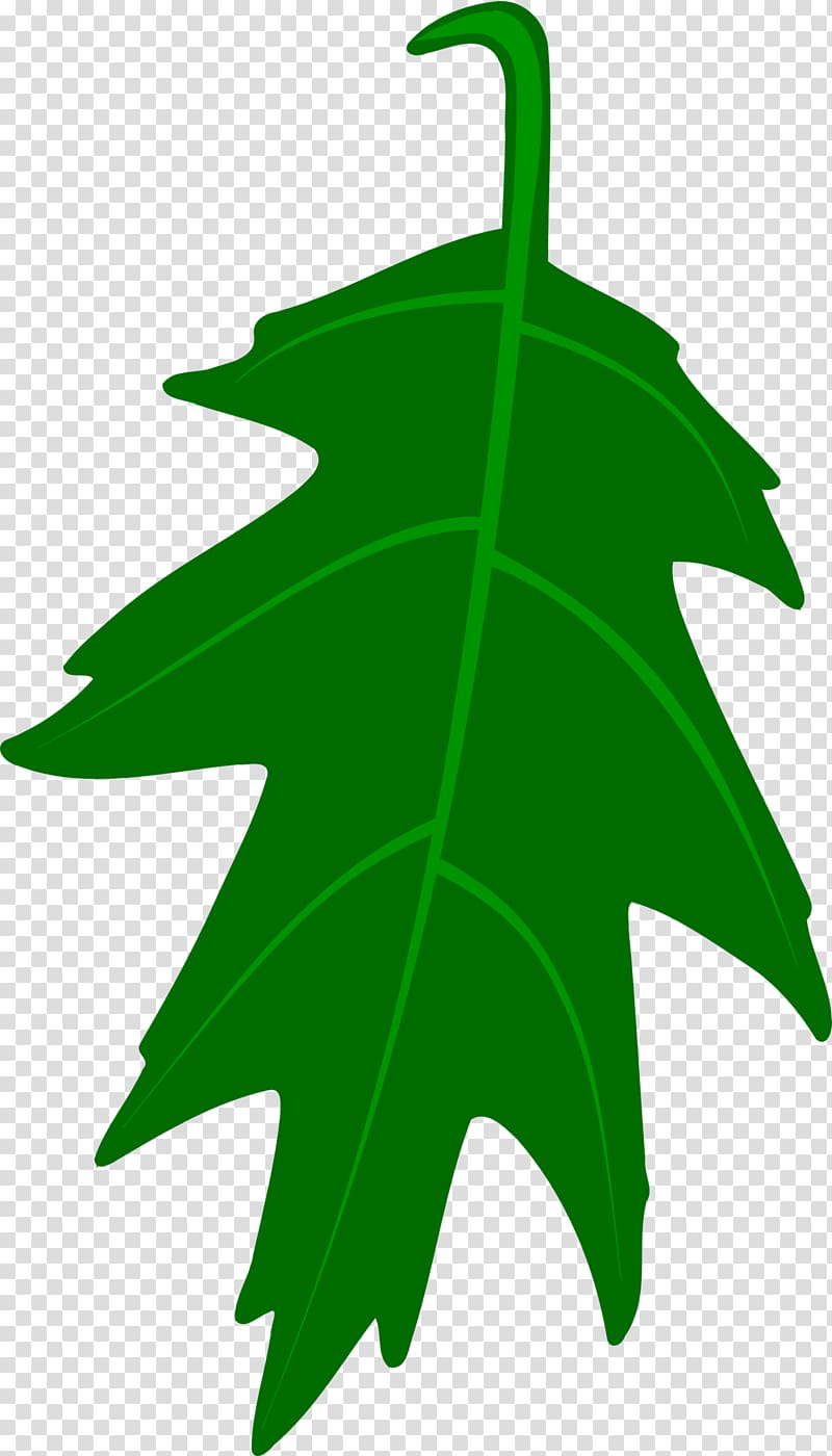 White oak English oak Leaf , Big Leaves transparent background PNG clipart