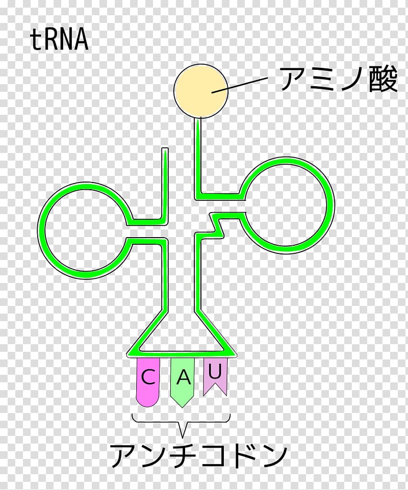 Transfer RNA Organism Anticodon, rna transparent background PNG clipart