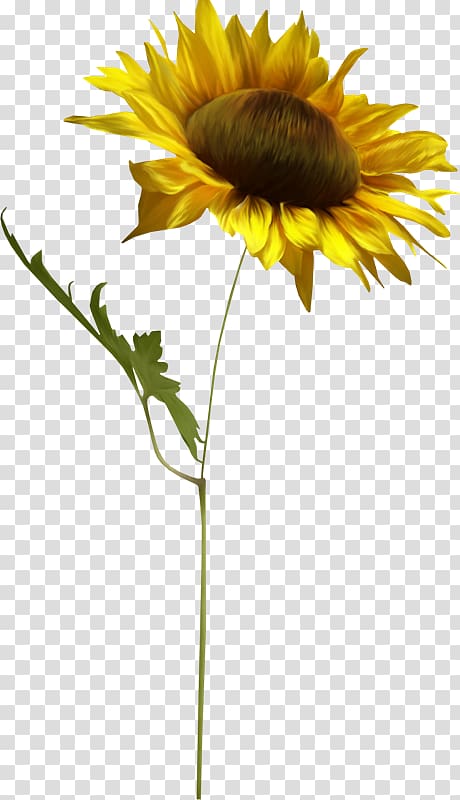 Common sunflower Scape , Girasoles transparent background PNG clipart