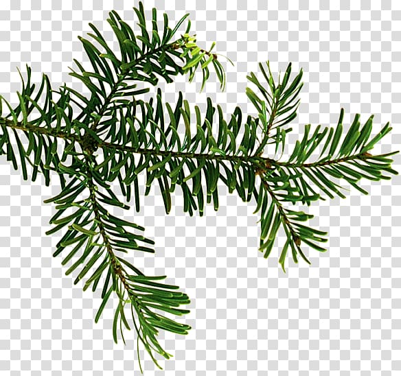 Douglas fir Spruce Evergreen Larch, others transparent background PNG clipart