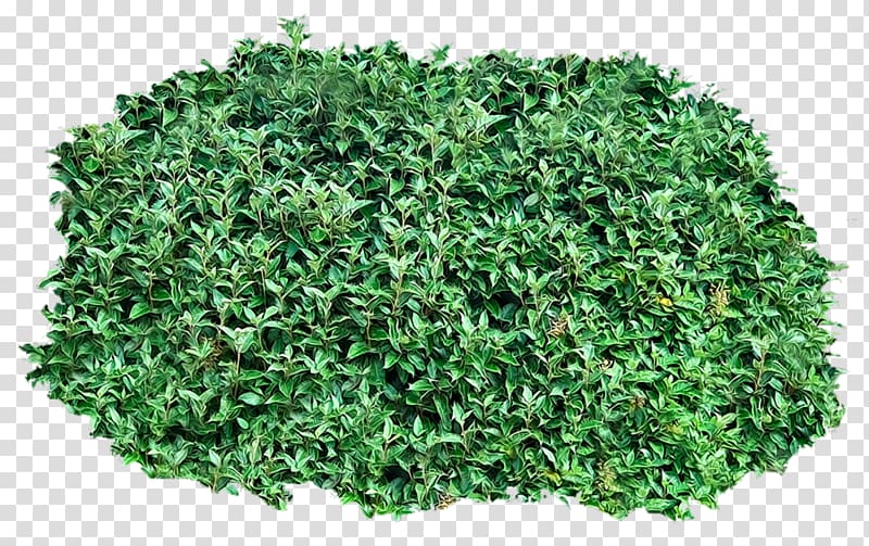 Shrub , tree top transparent background PNG clipart
