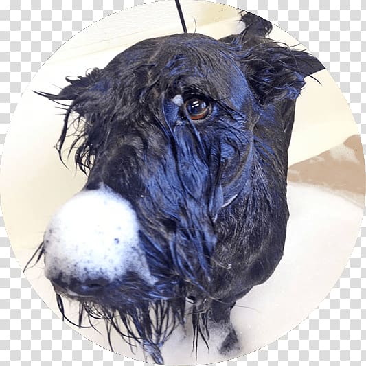 Miniature Schnauzer Scottish Terrier Schnoodle Portuguese Water Dog Dog breed, dog bath transparent background PNG clipart