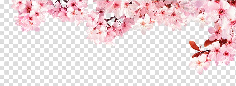National Cherry Blossom Festival Advertising, cherry blossom transparent background PNG clipart